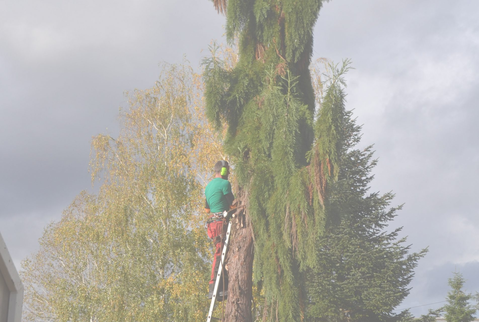 Amboise Paysage : Travaux d'élagage sur Amboise, Tours et en Indre-et-Loire