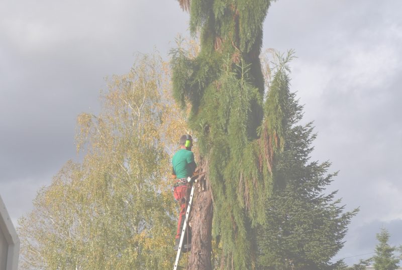 Amboise Paysage : Travaux d'élagage sur Amboise, Tours et en Indre-et-Loire